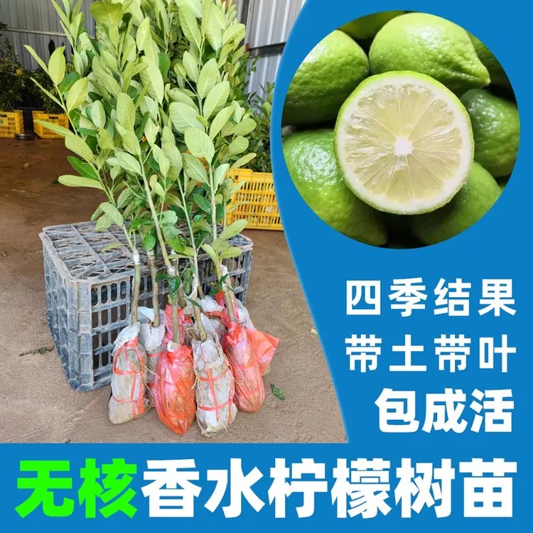 广东无核香水柠檬扦插苗盆栽地栽正宗奶茶畅销新品柠檬带土带叶