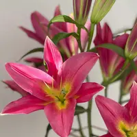 【两个老六卖花花】火石香水百合 任意2单升级快递发货后不支持退款