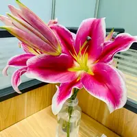 【源头优选】红福香水百合-任意2单鲜花包邮 发货后不支持退款