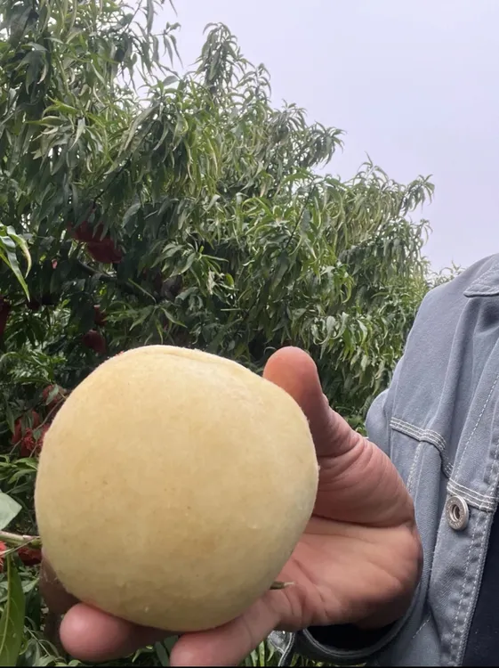 【顺丰快递】冬桃映霜红红仙脆新鲜桃子硬脆甜冬桃现摘现发