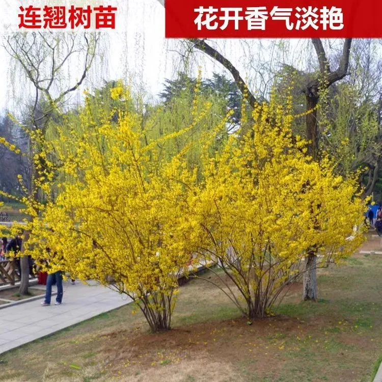 盆栽耐寒花苗花树苗迎春阳台绿化苗地栽连翘植物庭院垂吊花卉室外