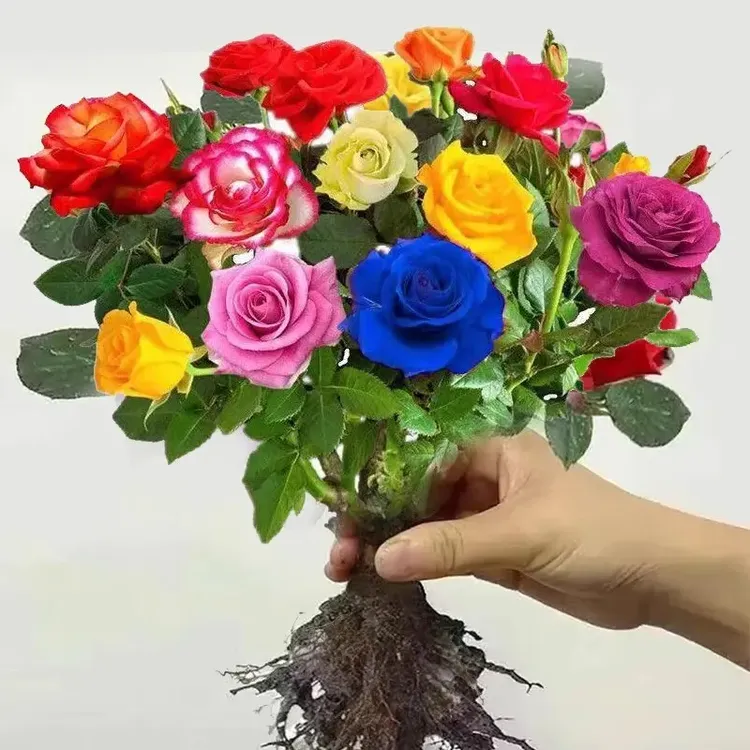 正宗玫瑰花苗老根特大花盆栽浓香月季花苗花卉四季开花庭院耐寒