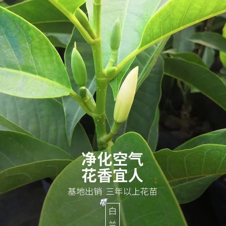 白玉兰黄角兰黄兰苗四季开花带花花卉盆栽植物室内白兰花玉兰花卉