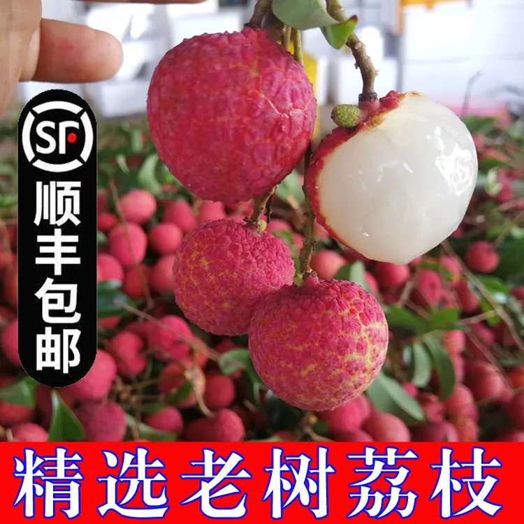 【顺丰冷运】超甜老树荔枝 新鲜现摘广西禾荔白糖罂怀枝 当季水果