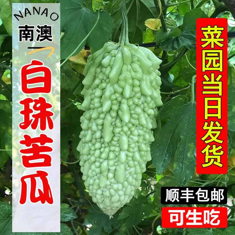 南澳苦瓜宫前农白珠苦瓜蔬菜农家自种当天现摘可即食珠瓜顺丰包邮