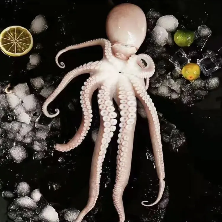 野生原浆长腿八爪鱼   鲜活速冻  四斤装 威海发货