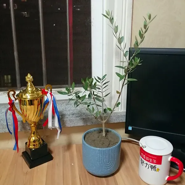 油橄榄树盆栽 ins北欧风地中海高级灰书桌阳台室内绿植耐晒植物