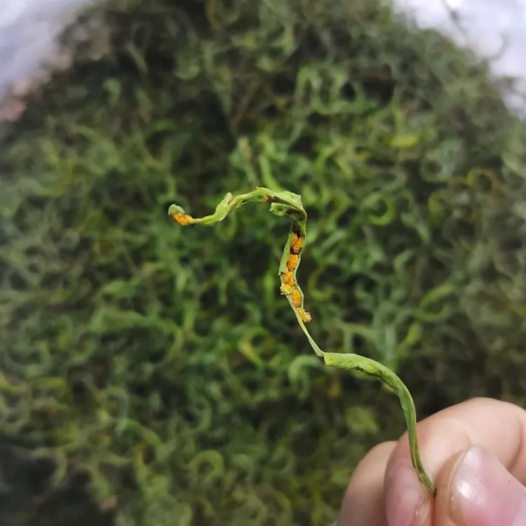 小山村长白山本地5A细叶黄金草深山绿色嗷嗷叫黄孢子率高50克瓶装