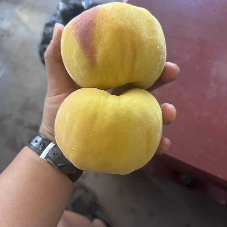 2级苗，金蟠99桃树苗