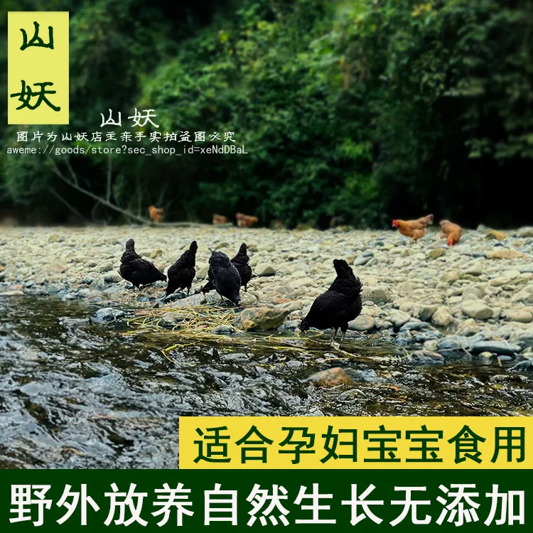 乌骨鸡正宗农家散养五黑鸡乌鸡土鸡老母鸡月子鸡走地鸡现杀新鲜