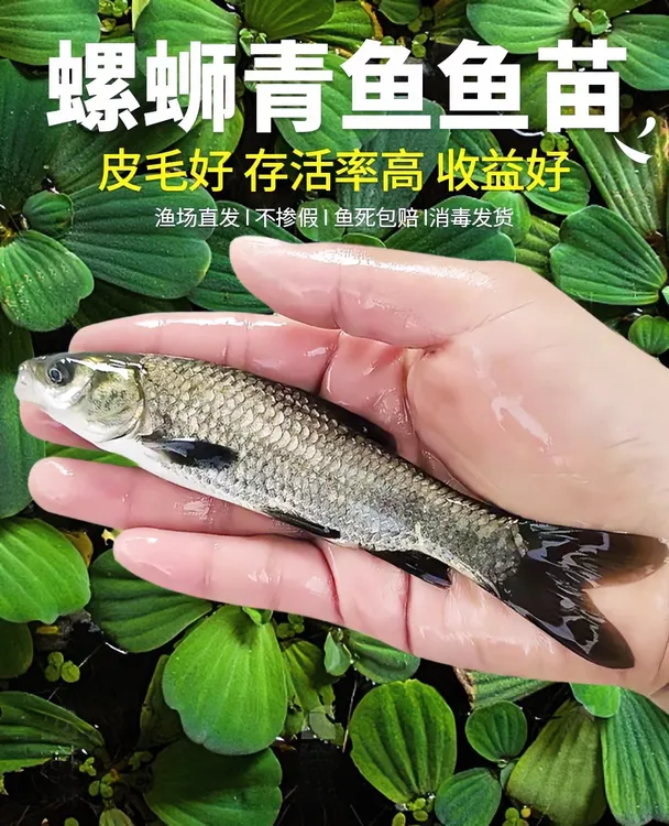 广东大青鱼乌青黑鲩鱼螺蛳青广渔场发货鲜活运输包邮食用7-13公分