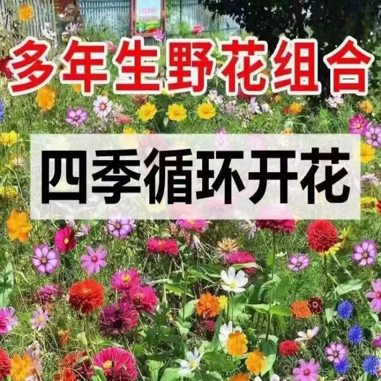 耐寒多年矮生野花组合波斯菊四季易种格桑庭院室外百日草