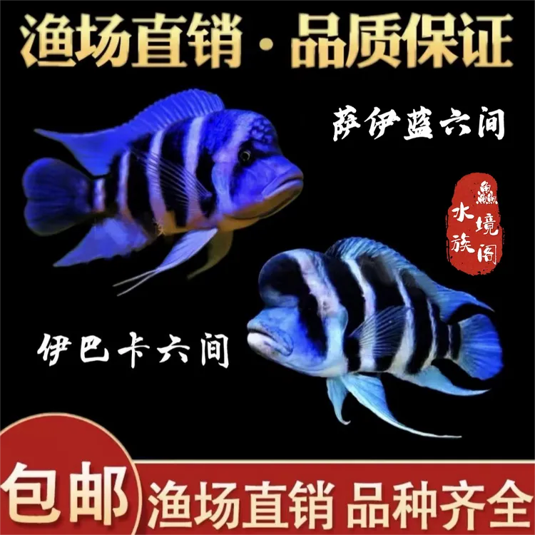 非洲进口野生萨伊蓝六间摩巴、奇顿巴、奇果马、熊猫六间、伊巴卡六间