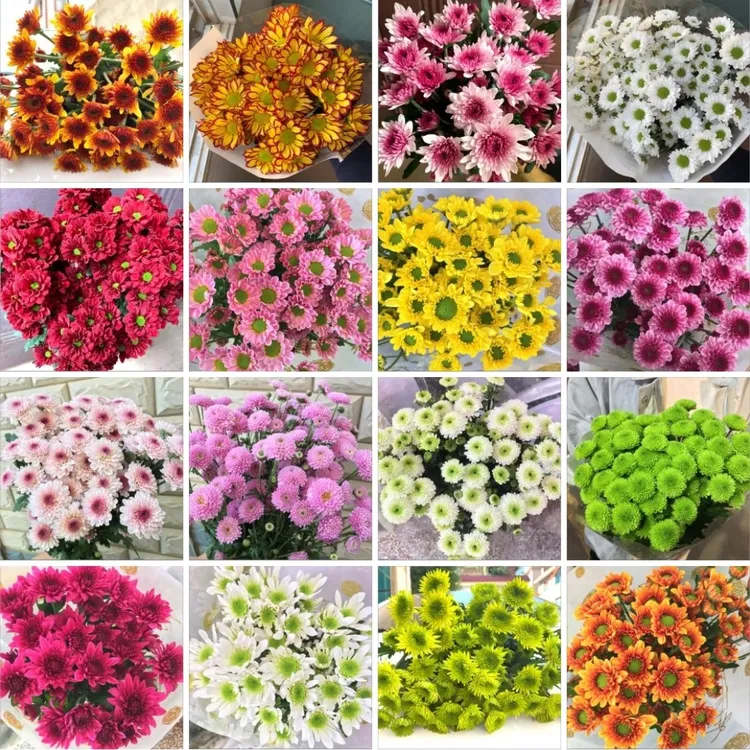 【俊奕鲜花】新鲜小雏菊（4单以内一个运费）