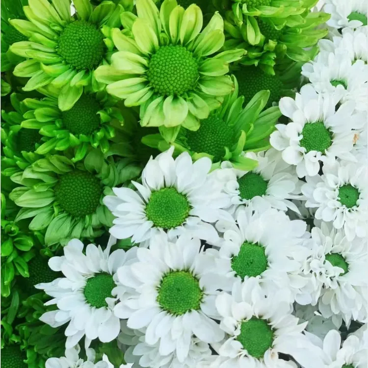 小雏菊4扎随机不同色顺丰或京东包邮送保鲜剂