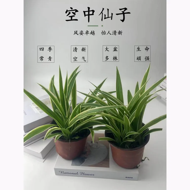 金边吊兰金心吊兰青叶吊兰土培盆栽绿植花卉盆栽阳台绿植盆栽室内