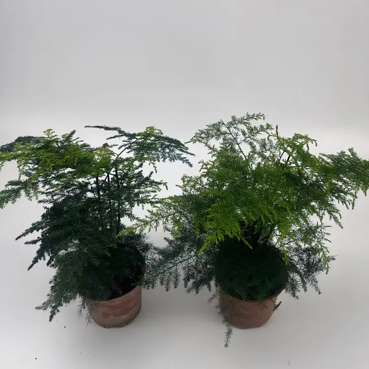 文竹盆栽室内客厅办公室桌面绿植四季常青花卉绿植盆栽