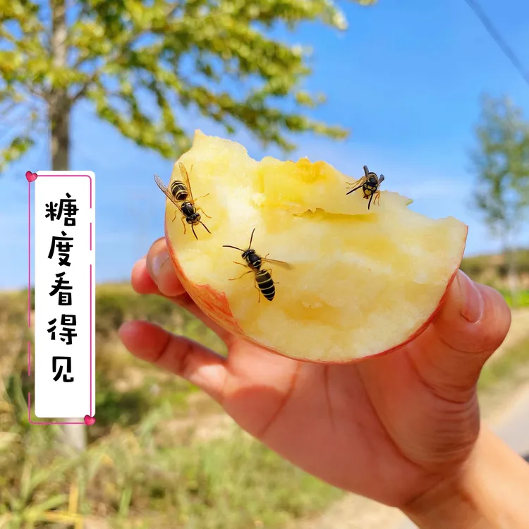 【2025新果】正宗陕西铜川新鲜应季早熟红富士苹果净重8.5斤包邮