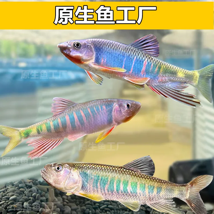 原生鱼长鳍鱲宽鳍鱲南宽溪石斑马口鱼发色鳑鲏溪流缸冷水鱼观赏鱼