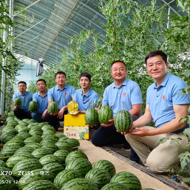 豫艺彩虹八号 彩瓤礼品吊瓜小西瓜种子 口感好易管理耐裂200粒/袋