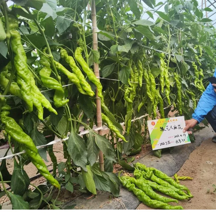 豫艺大麻花螺丝椒种子 大果全螺旋 高产优质辣椒精品抗病连续