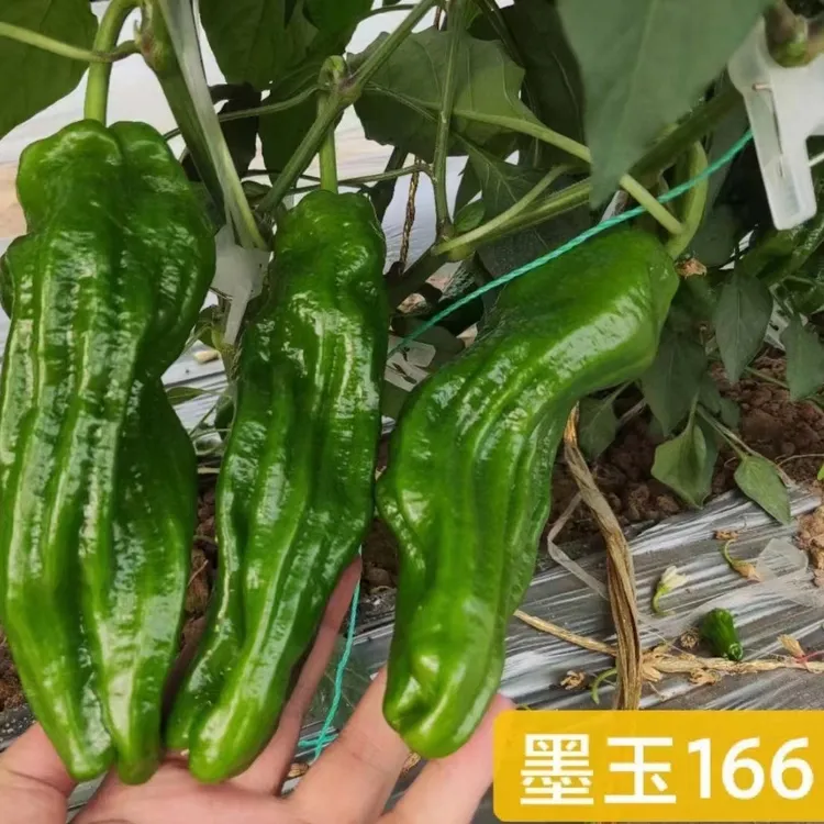 豫艺墨玉166辣椒种子 大果薄皮泡椒耐高温能力强辣椒种子 1000粒