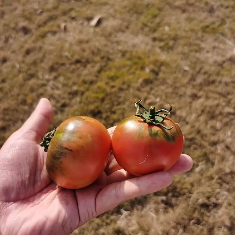 豫艺优喜三号番茄种子 绿肩明显含糖量高抗病性好 100粒/装