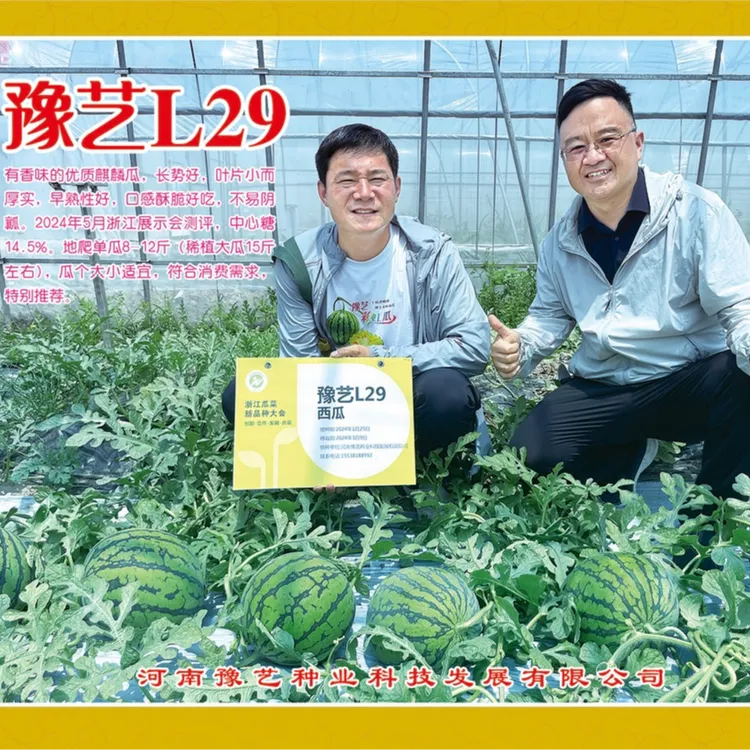 豫艺L29早熟地爬5K吊蔓3K花皮圆形西瓜新品种200粒