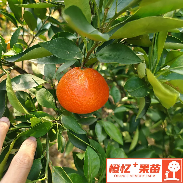 柑橘苗桔子树桔子果树：正宗米哈亚苗木丨嫁接苗挂果早四川发货