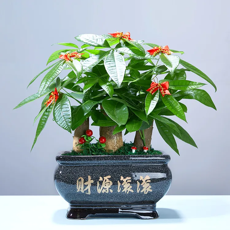 发财树桌面盆栽客厅发财树适用客厅办公室鲜活开业绿植盆栽