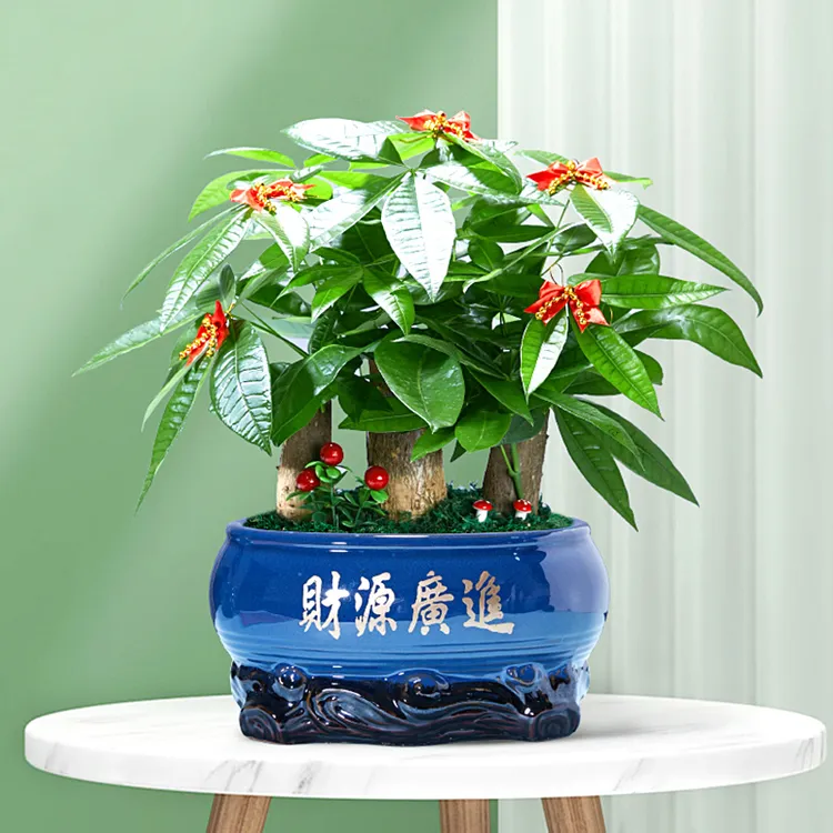 发财树盆栽室内客厅发财树大型绿植开业送礼前台金钱树四季常青