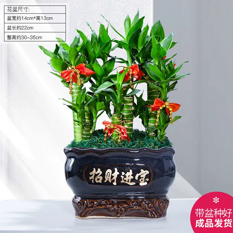 节节高富贵竹子植物客厅绿植盆栽办公室内桌面好养盆景四季常青