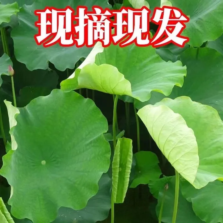 野生新鲜荷叶整张鲜荷叶片叫花鸡专用整大荷叶包饭糯米鸡糯米饭