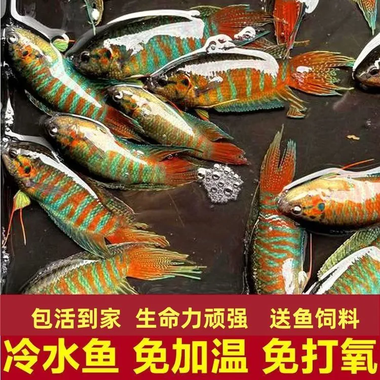 中国耐活普叉尾活体活鱼菩萨鱼苗巨普淡水混养小型中国斗鱼冷水鱼