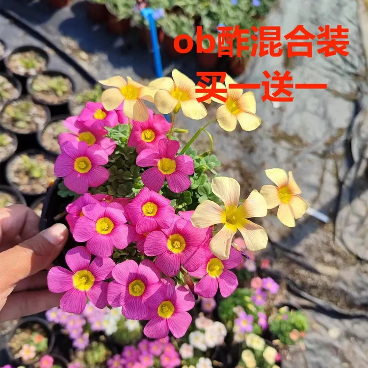 【买一送一】酢浆草 ob酢 喵小痩家 混合装 秋植幸运草 新手易养 