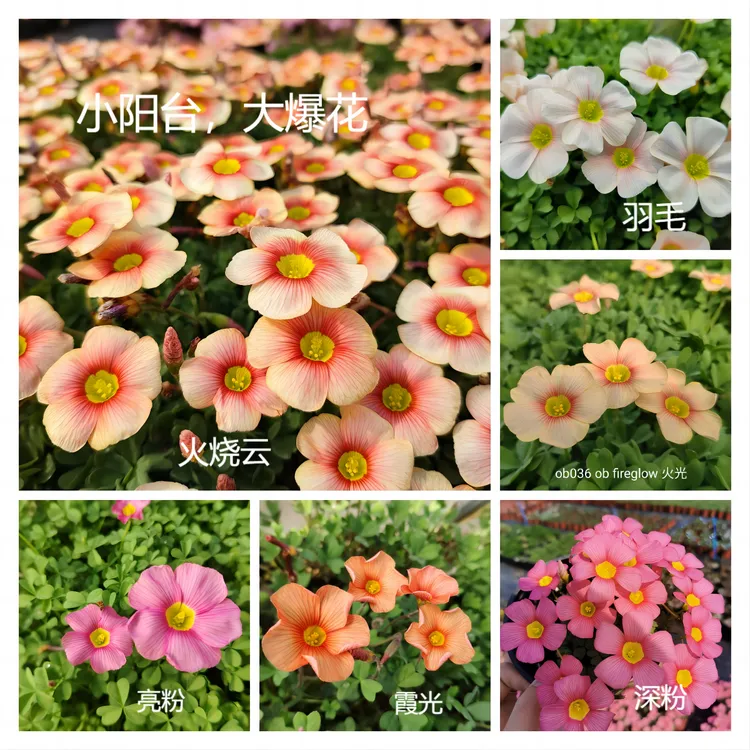 【ob酢种球合集1】酢浆草 苹果羽毛伊丽莎白喵小痩家  秋植球根花卉