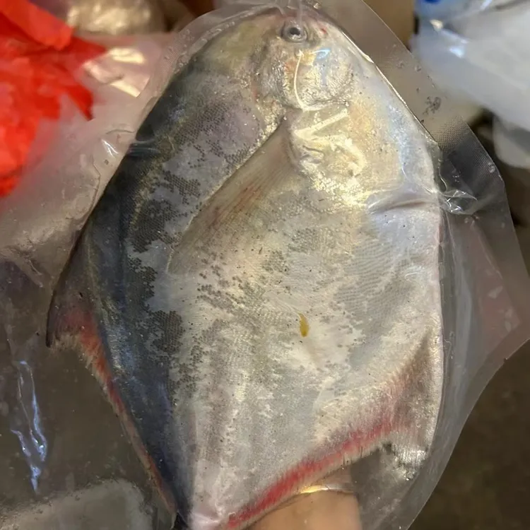 吕四渔港，新鲜鲳鱼，当潮水