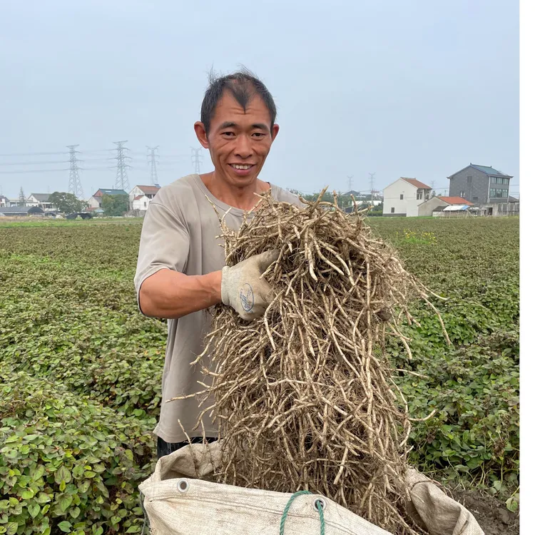 折耳根鱼腥草嫩根现挖现发无药水（不带叶）