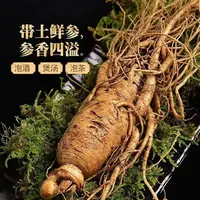 长白山鲜人参【高年头大参】每支60克以上3支装现挖先卖煲汤煮粥