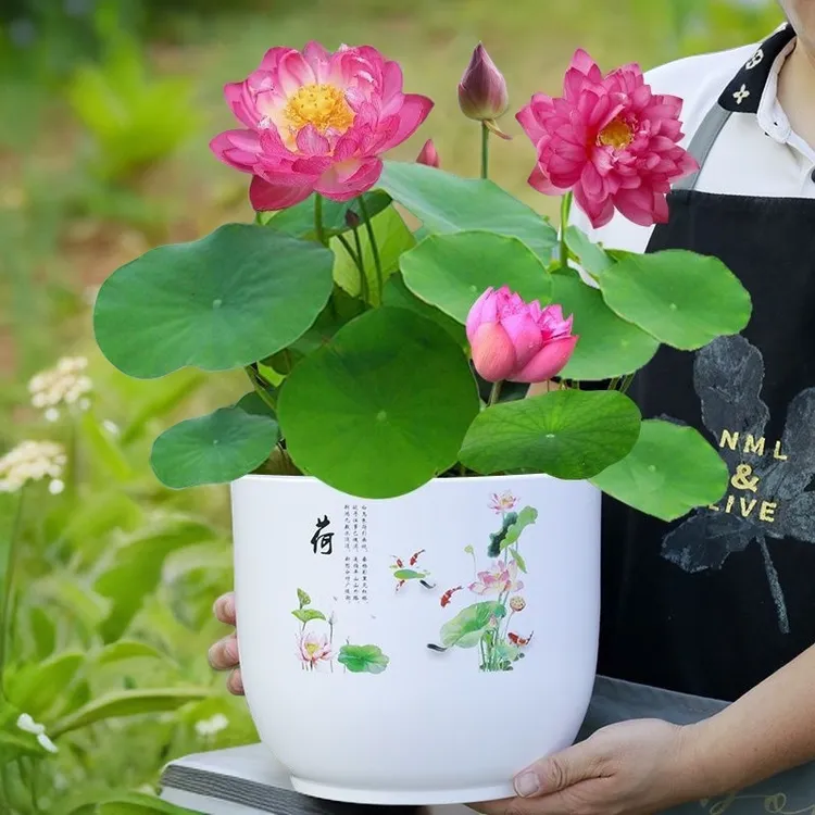 仿陶瓷树脂加厚无孔睡莲荷花盆大号加厚水培碗莲盆中国风塑料花盆