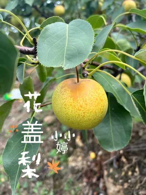 不梨不弃，永不分梨。