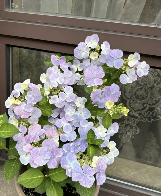 粉色落跑新娘绣球7加（特级苗）