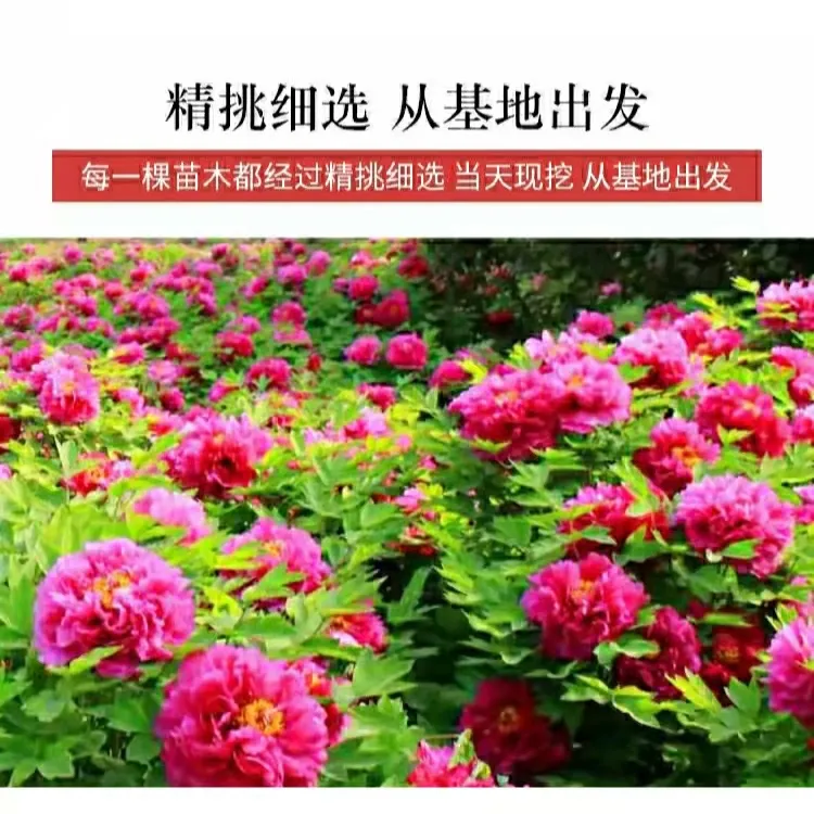 牡丹花苗正宗洛阳观赏牡丹耐旱易活基地直发牡丹花树苗
