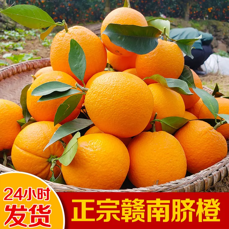 【赣南早熟脐橙】寻乌产地直发当季水果清甜橙子香甜多汁精品果礼盒