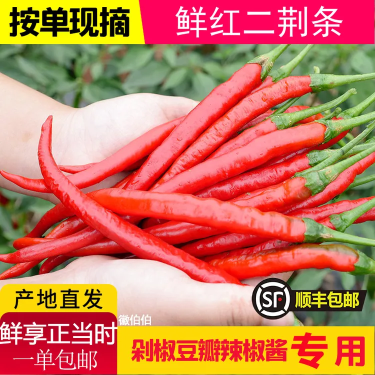 红线椒新鲜二荆条红辣椒现摘现发中辣做剁椒辣椒酱2-5斤净重包邮