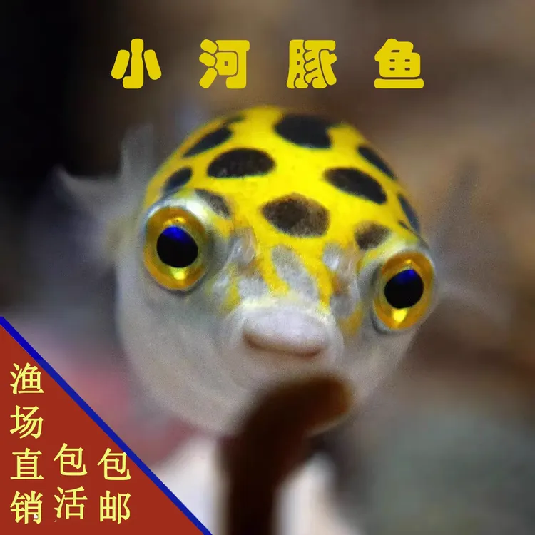 金娃娃吃螺高手潜水艇小河豚生气鼓肚子呆萌可爱无毒好养耐活活体