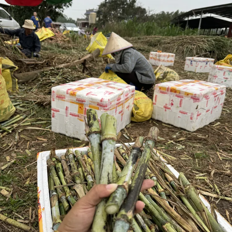 桂牧一号（金牧）  牧草高产   现砍现发