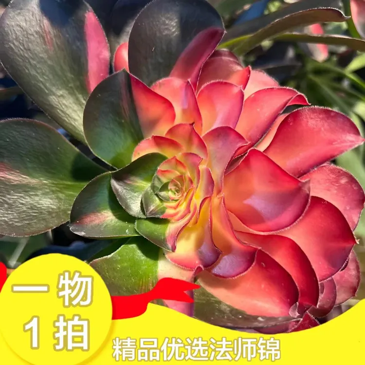 一物一拍法师锦漂亮木质化桩云南发货种植一物一拍法师锦运输地区