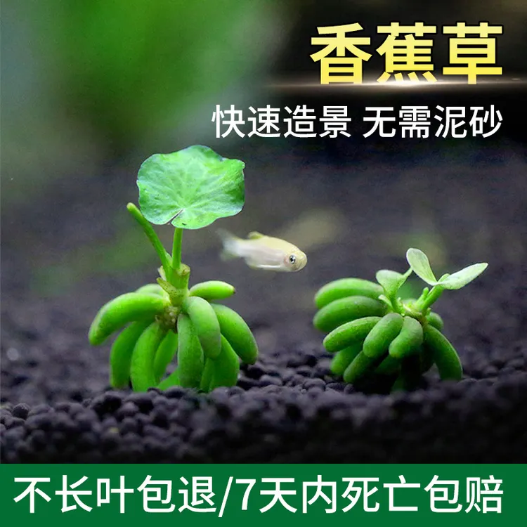 水族鱼缸造景自动沉底香蕉根免打理观赏水草香蕉水草