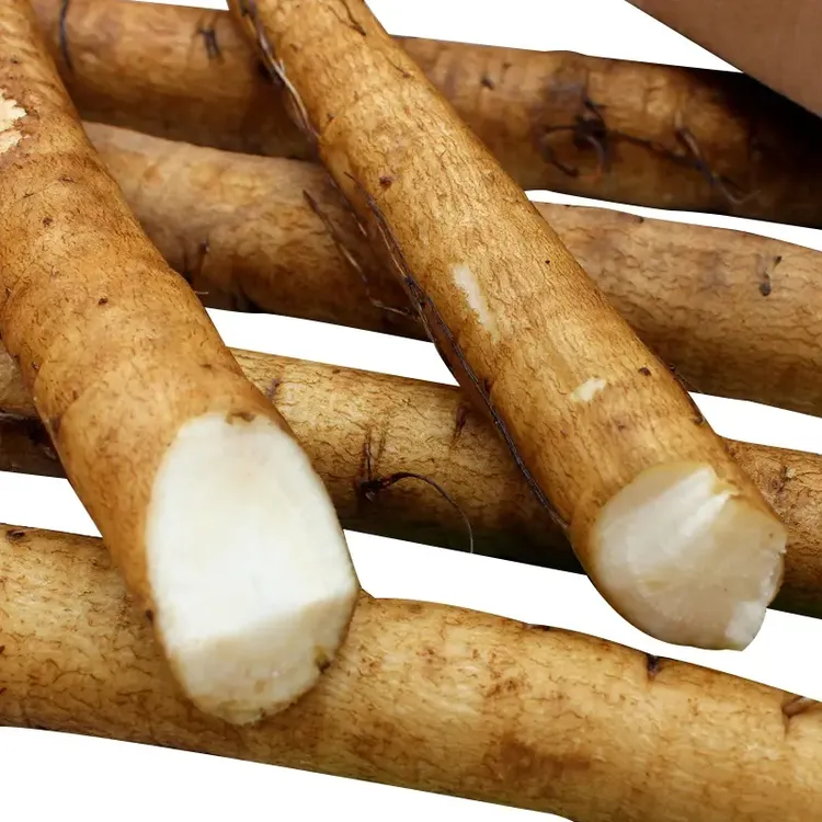 安疗榨汁新鲜牛蒡根现挖黄皮牛蒡根五斤装正品天然新鲜牛蒡